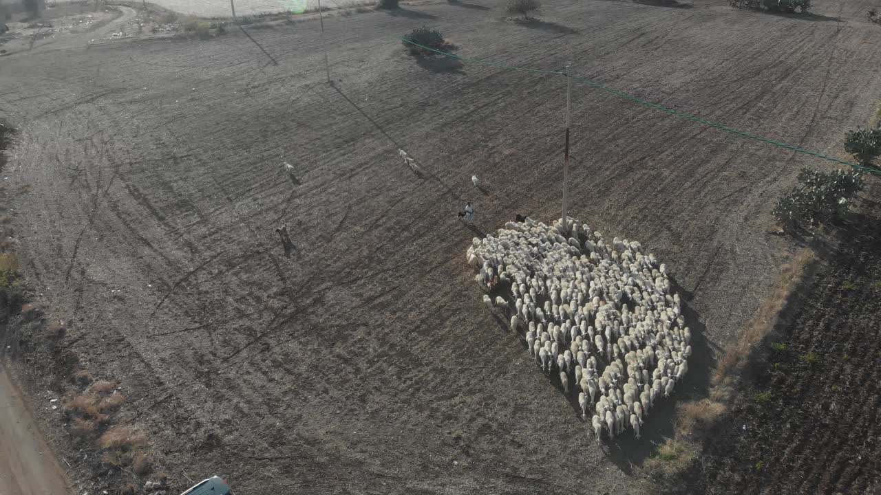 vista aérea de un rebaño de ovejas caminando por tierra seca en sicilia, italia
