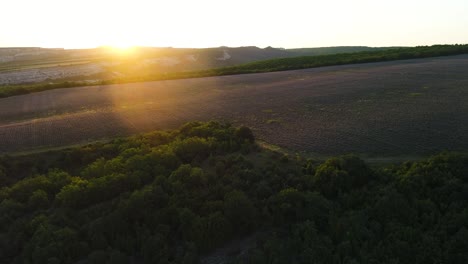 lavender field at sunset with forest