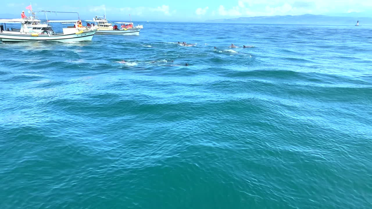 A bunch of dolphins swimming together in front of the ships in Amakusa, Japan