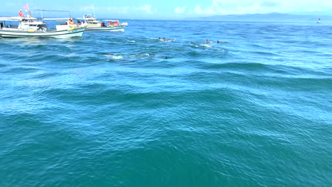 a bunch of dolphins swimming together in front of the ships in amakusa, japan