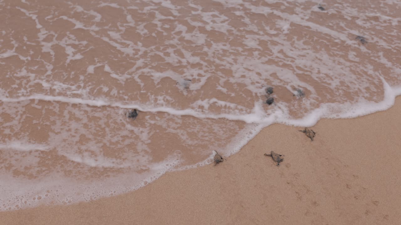 갓 태어난 거북이 인생의 첫 걸음 - 4k 120fps