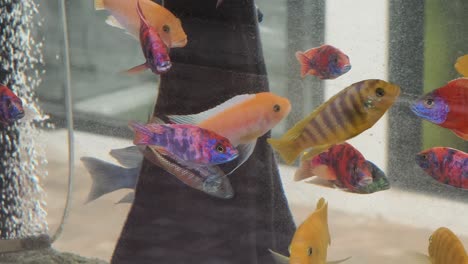 colorful cichlids in an aquarium