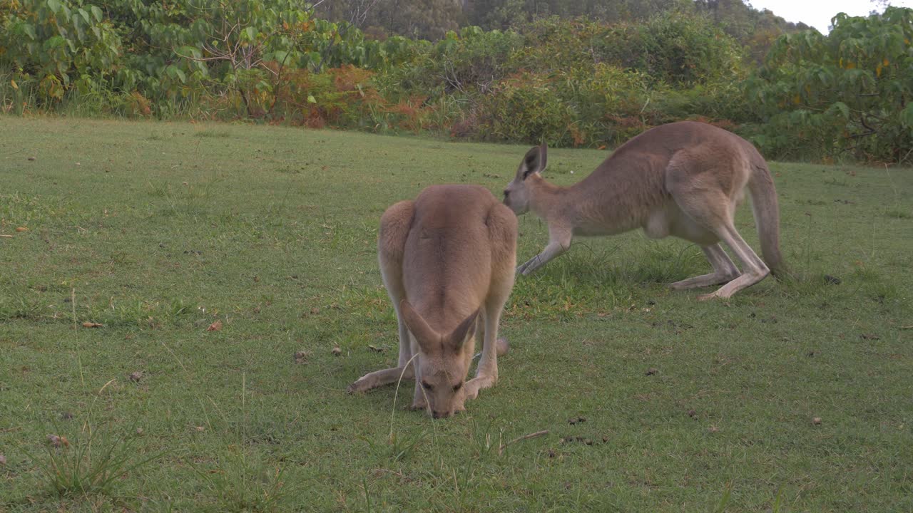 canguros salvajes en el parque headland cerca de gorge walk, point lookout, north stradbroke island, queensland, australia