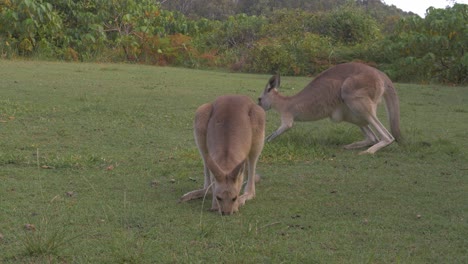 Wild-Kangaroos-At-Headland-Park-Near-Gorge-Walk,-Point-Lookout,-North-Stradbroke-Island,-Queensland-Australia