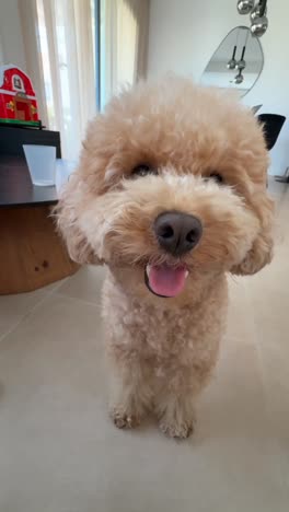 happy poodle in a living room