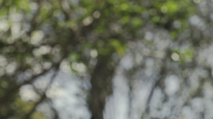 Bokeh astratto di alberi sfocati e morbidi che ondeggiano al vento, rallentatore, focus pull 4K.
