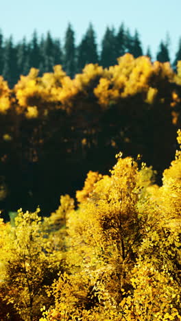 paisaje forestal de otoño