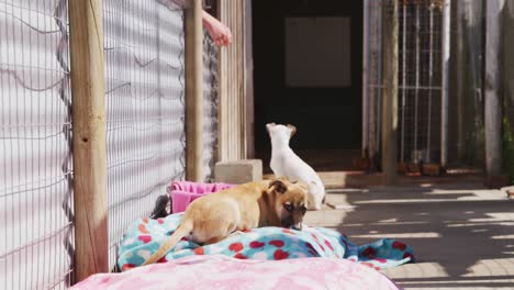 dogs in a shelter