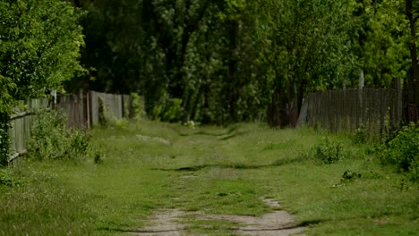 overgrown green path leading into forest with wooden fences on the side