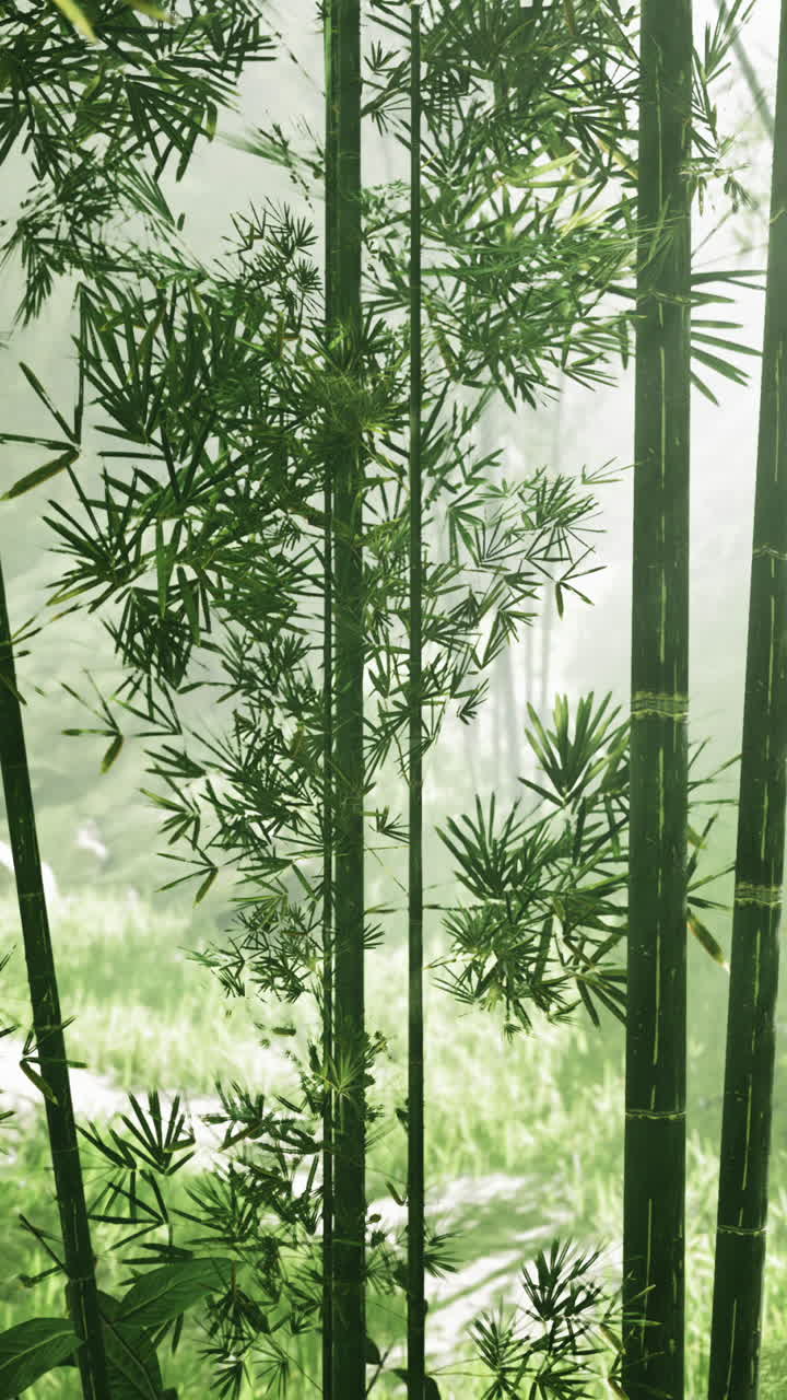 bosque de bambú con niebla