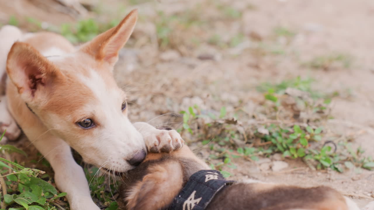 Dogs playing joyfully. Happy puppies engaging outdoors. Energetic puppies with collars frolicking on grass and soil. Cheerful young dogs wrestling and playing on dirt and grass during daytime