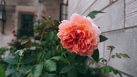 beautiful peach rose by a brick wall