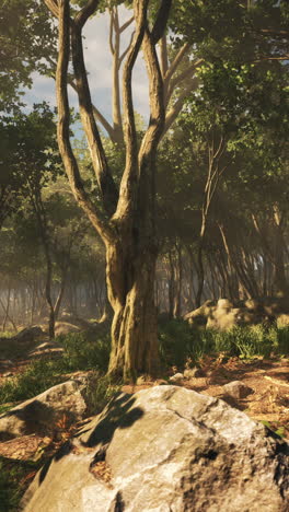 sunlight in the forest