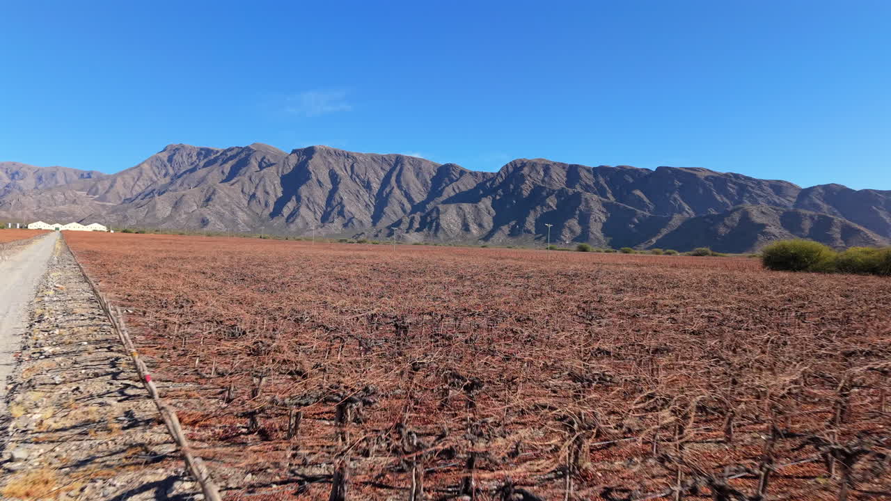 Wide vineyard farmland with dry rows at base of rugged mountains under blue sky, La Rioja, Argentina