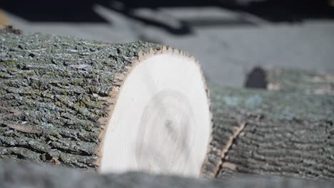 Freshly cut wood trees by a lumberjack