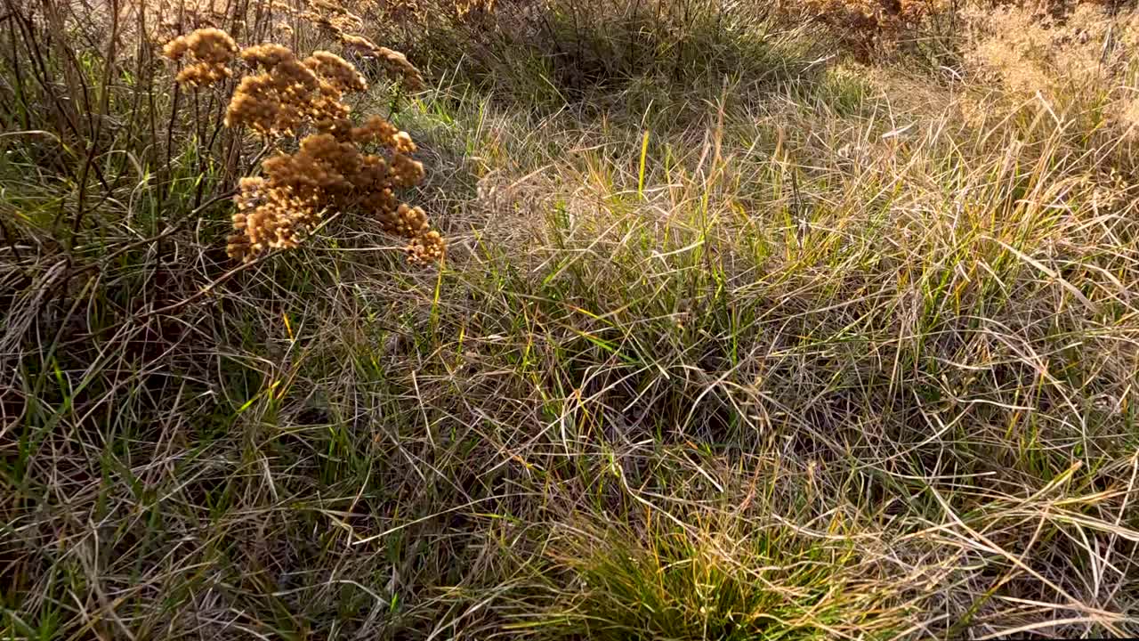 Camera moves low through dry autumn grass and wildflowers in a sunlit, windy field, capturing golden hues and gentle plant movement