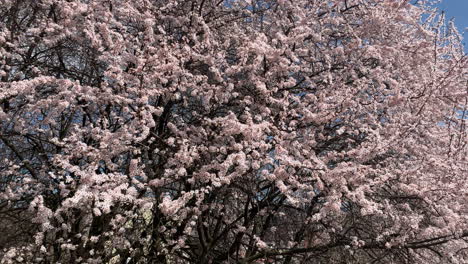 sakura flor de cerezo rosa en hungría