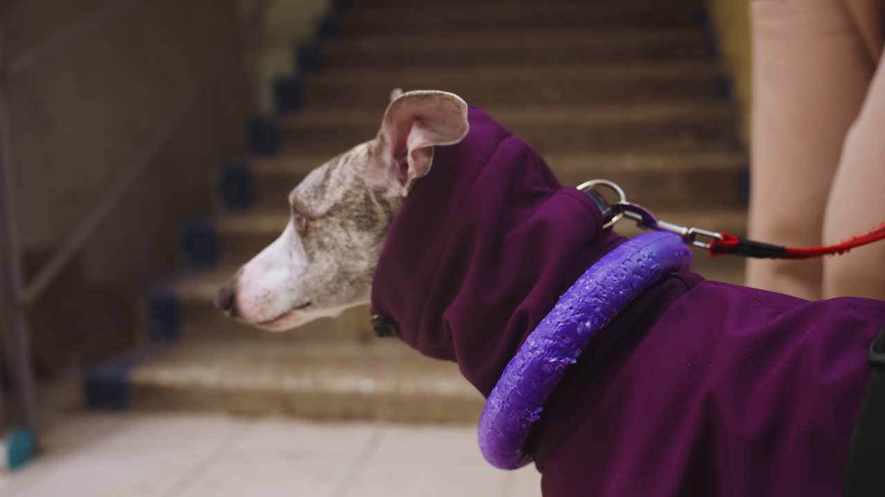 Whippet wearing purple jacket standing indoors with purple toy around neck on red leash, waiting beside person near staircase in urban environment, alert expression, winter pet fashion moment