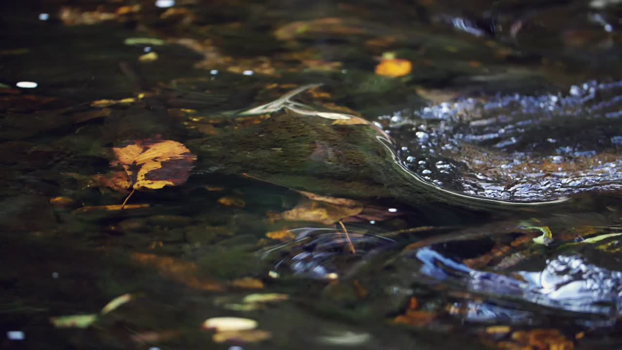 쓰러진 잎 과 해조류 로 가득 찬 하천 물 에 있는 소용돌이 나 소용돌이 의 느린 영상