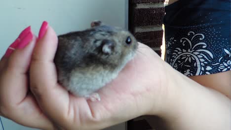 gray hamster sitting on the hands of a woman - close up handheld shot