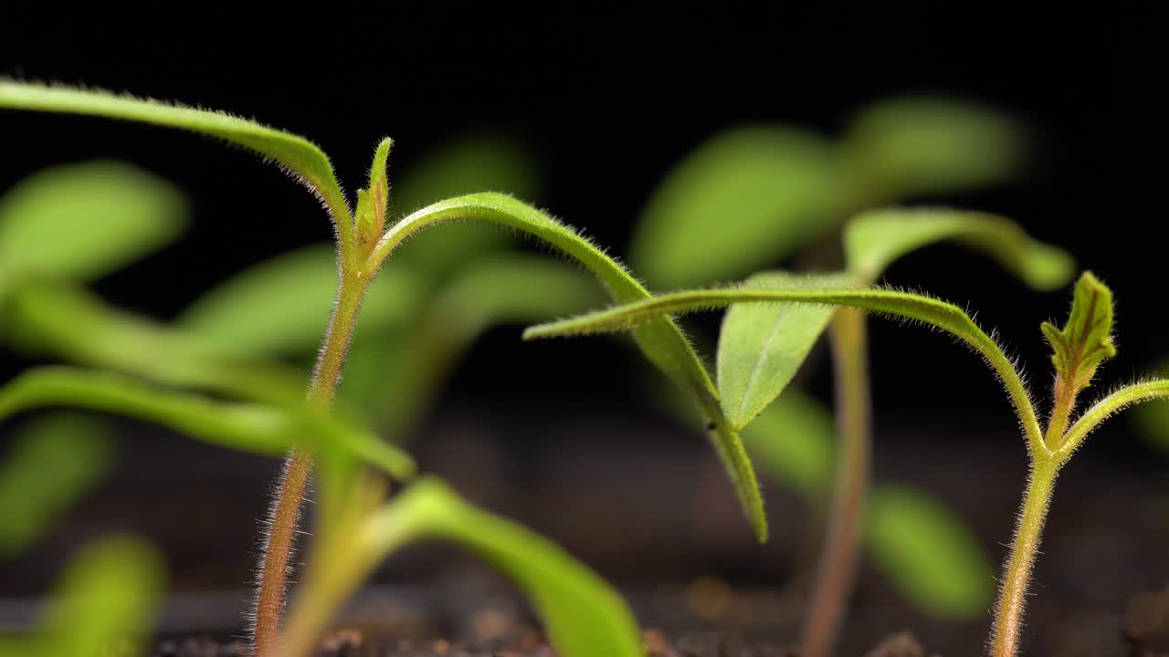 bandeja de plántulas de tomate con tallos peludos, cotiledones largos y pequeños juegos de hojas verdaderas