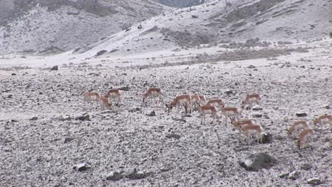 Eine-Herde-Gabelbockantilope-Zieht-über-Ein-Winterfeld