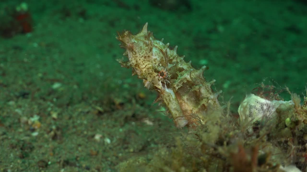 하얀 가시가 많은 해마가 일부 산호에 달라붙어 있다