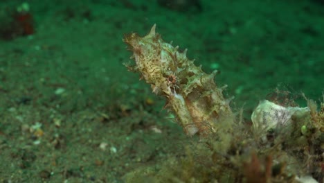 white thorny seahorse close up clinging to some corals