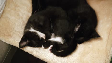 view of two sleeping black cats from above on resting spot