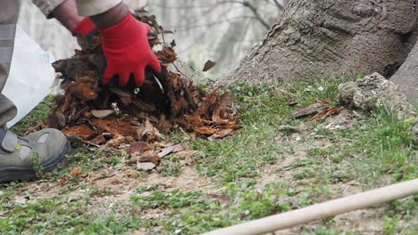 park worker cleaning tree base