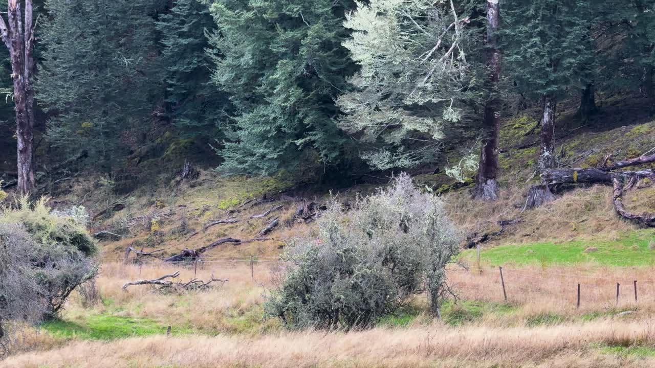 Individual stands in grassy clearing, arms raised, surrounded by dense forest, overcast natural daylight