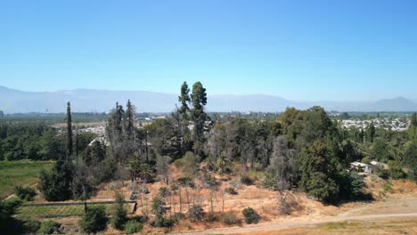 trees-on-the-banks-of-the-maipo,-in-the-commune-of-buin,-country-of-chile