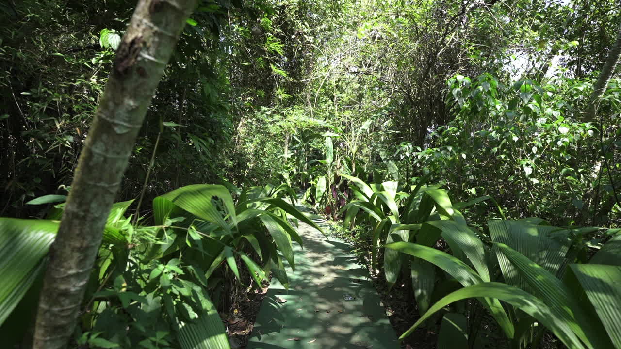 Pathway through dense tropical jungle with large green leaves and sunlight filtering overhead