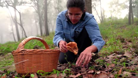 woman collecting lactarius deliciosus mushroom and putting into basket