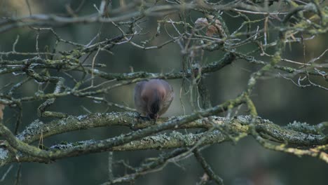 eurasian jay opening and eating acorn on the tree