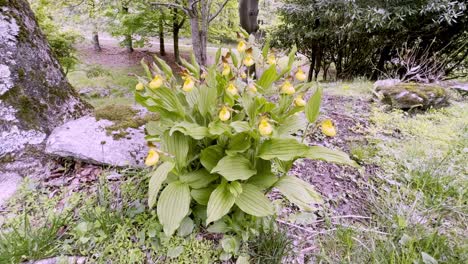 Planta-De-Zapatilla-De-Dama-Amarilla-Cerca-De-Boone-Y-Blowing-Rock-Carolina-Del-Norte,-Carolina-Del-Norte