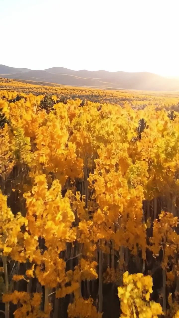 Un paesaggio mozzafiato che mostra un vibrante fogliame dorato sotto un caldo tramonto, catturando la bellezza dell'autunno con alberi estesi e maestose montagne in lontananza.