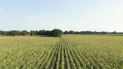 cornfield aerial view