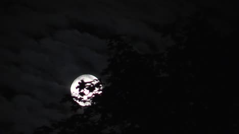 full moon rising behind the tree at midnight