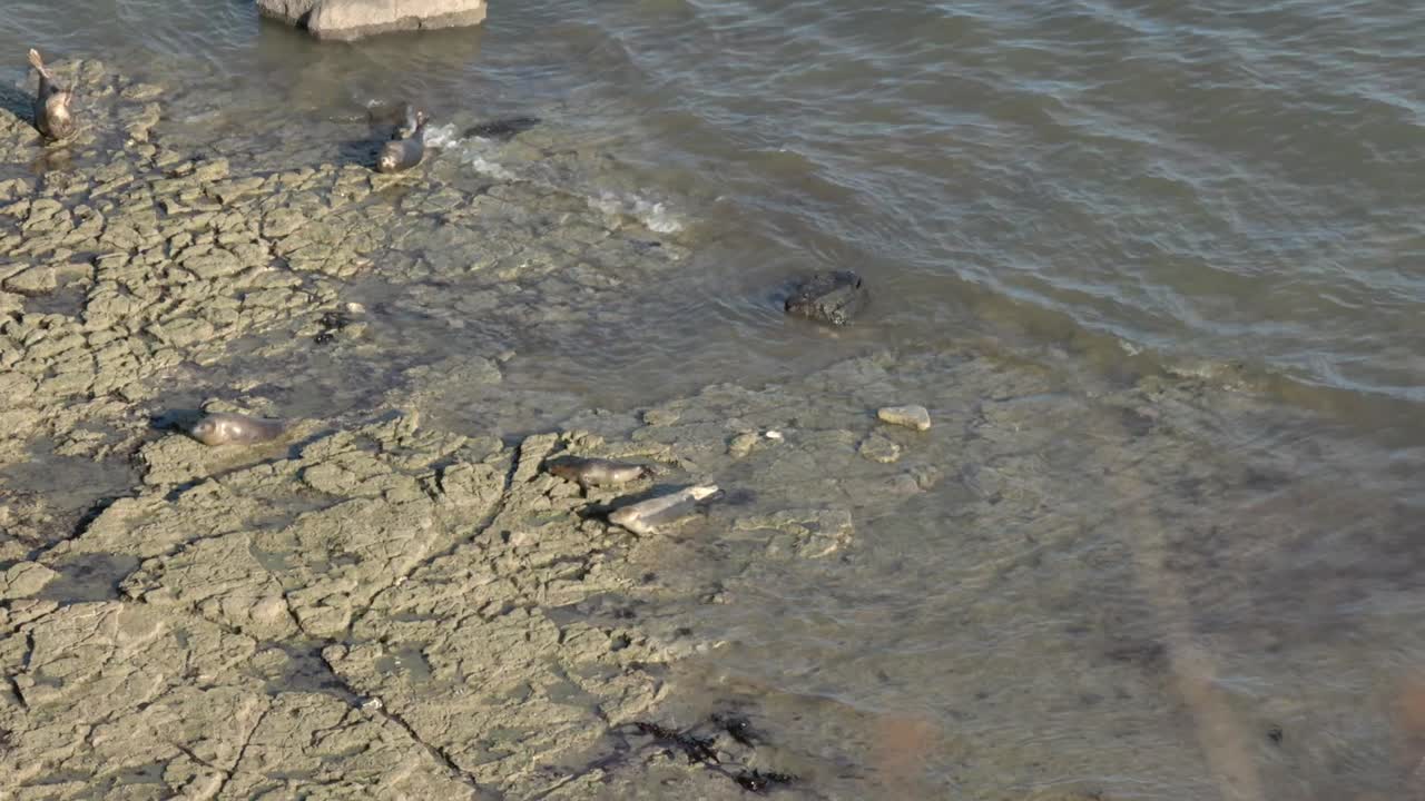 フランバラで押し寄せる潮の中で岩の上で休むアシカの大群。