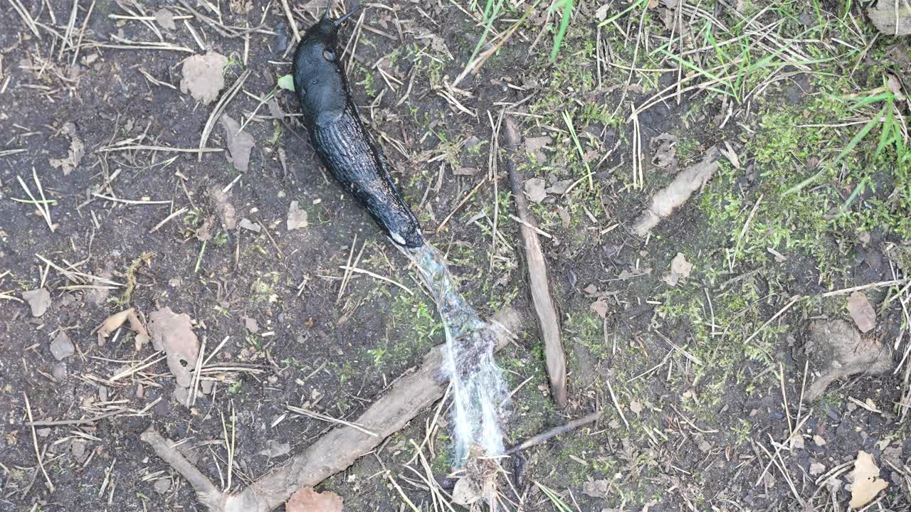 une prise de vue macro de haut en bas d'une limbe noire (arion ater) glissant sur le sol de la forêt, laissant derrière elle une traînée muqueuse blanche.