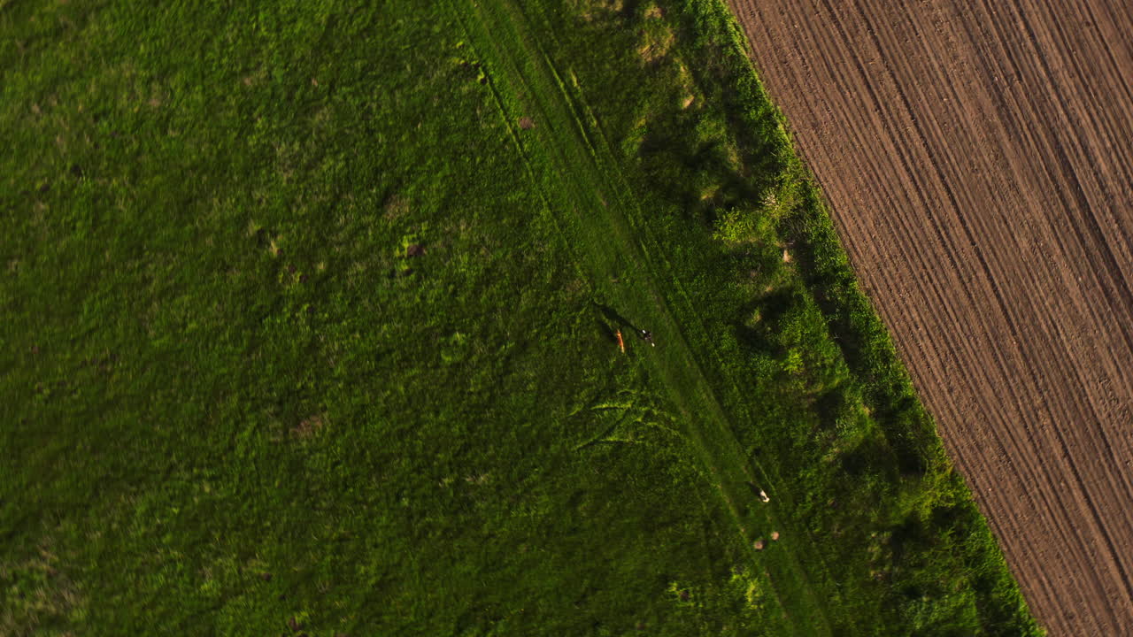 mujer corriendo con sus perros vista de arriba hacia abajo