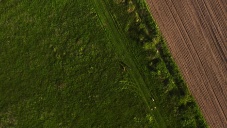 woman running with her dogs top-down view