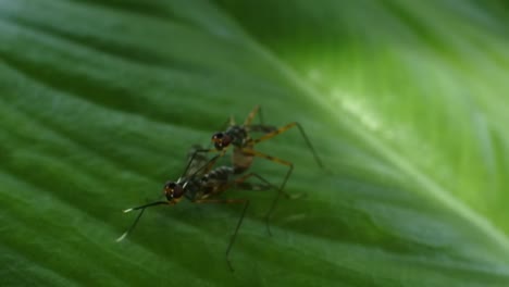 macro footage of beetle