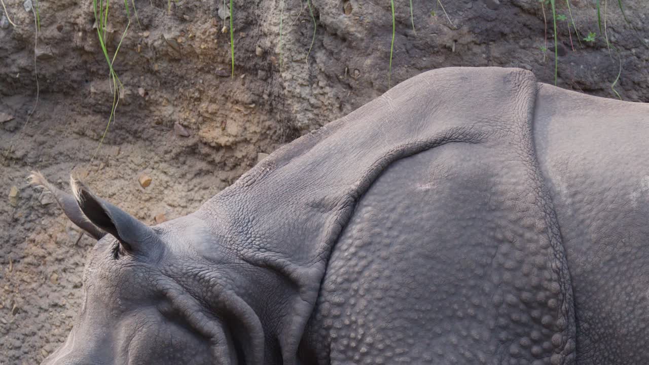 Un rinoceronte indiano passa davanti alla telecamera nel recinto naturalistico dello zoo, luce diurna soffusa, leggero fogliame in primo piano