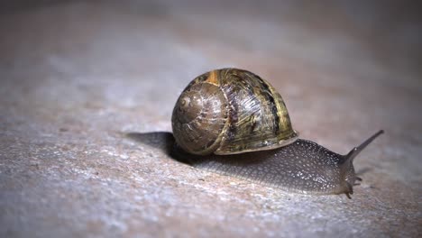 close up shot of a snail on a sidewalk on a rainy spring night