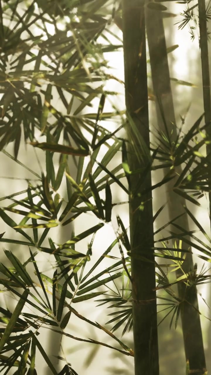 Foresta di bambù con luce che filtra tra le foglie in una giornata nebbiosa