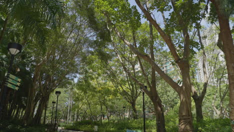 Walk-along-in-tropical-forest-park-in-Hong-Kong,-escape-from-the-city