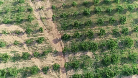 Aerial-flight-over-a-peach-orchard-in-the-Hill-Country-part-of-Texas