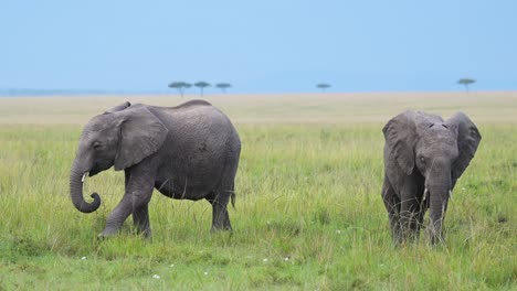 Slow-Motion-Shot-of-Two-young-Africa-Safari-Animals-Elephants-playfully-grazing-through-wide-open-plains-with-acacia-trees-in-the-background,-African-Wildlife-in-Maasai-Mara-National-Reserve,-Kenya